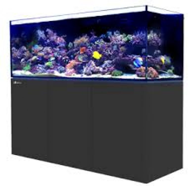 Top 2 Aquarium Presidents Day 2023 Deals & Sales  – What To Expect
